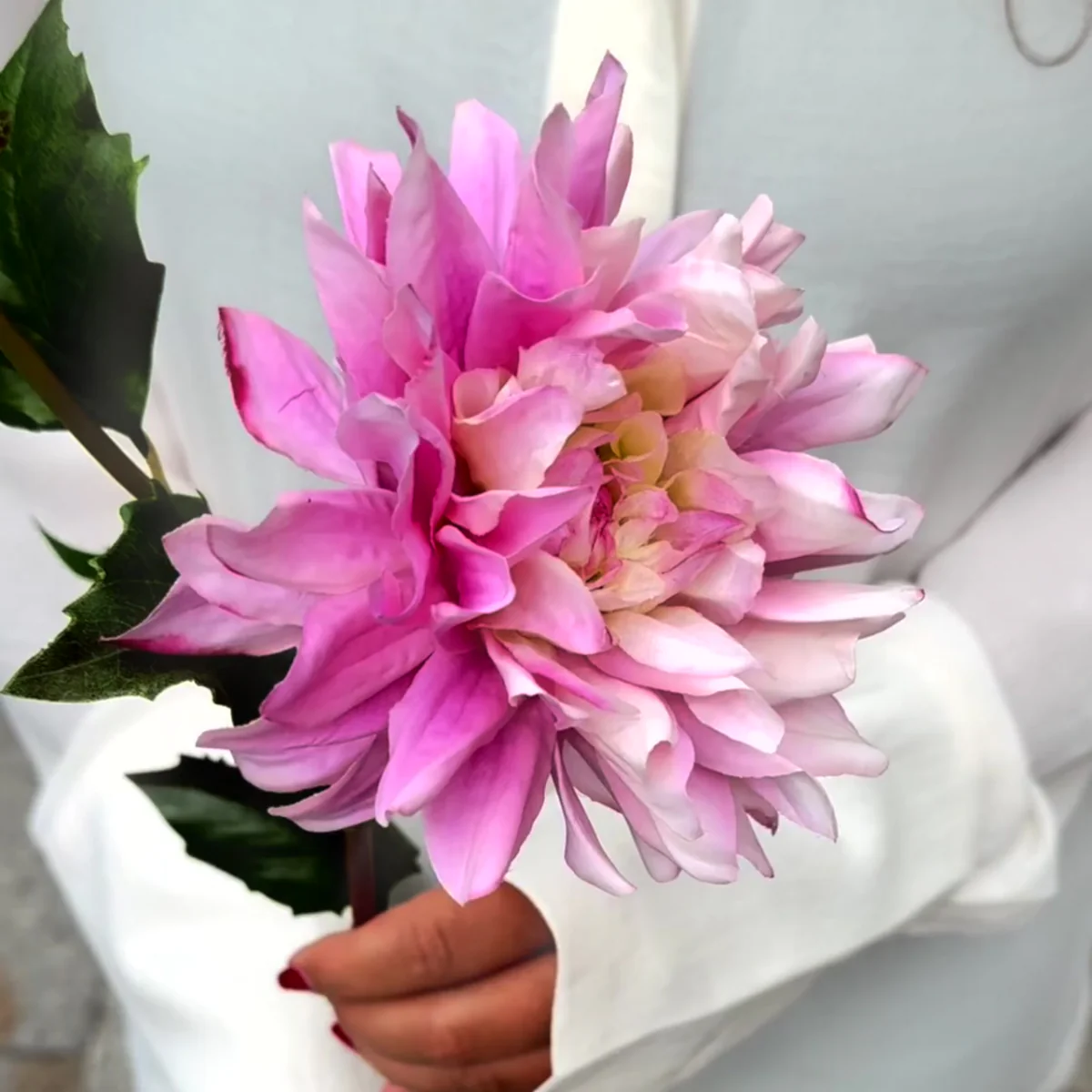 Tige de Dahlia Estiva - Image 4