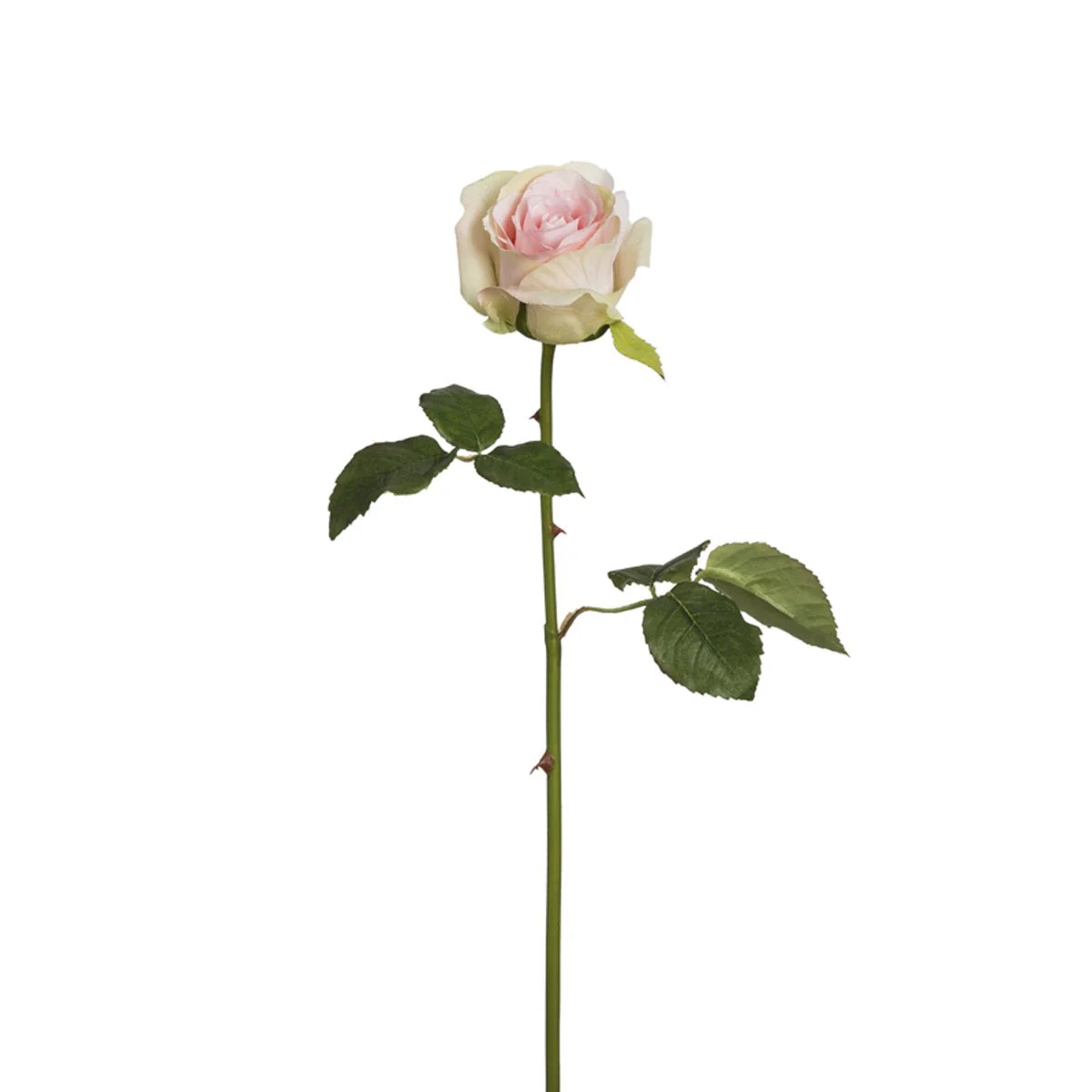 Tige de Rose Diane - Image 11