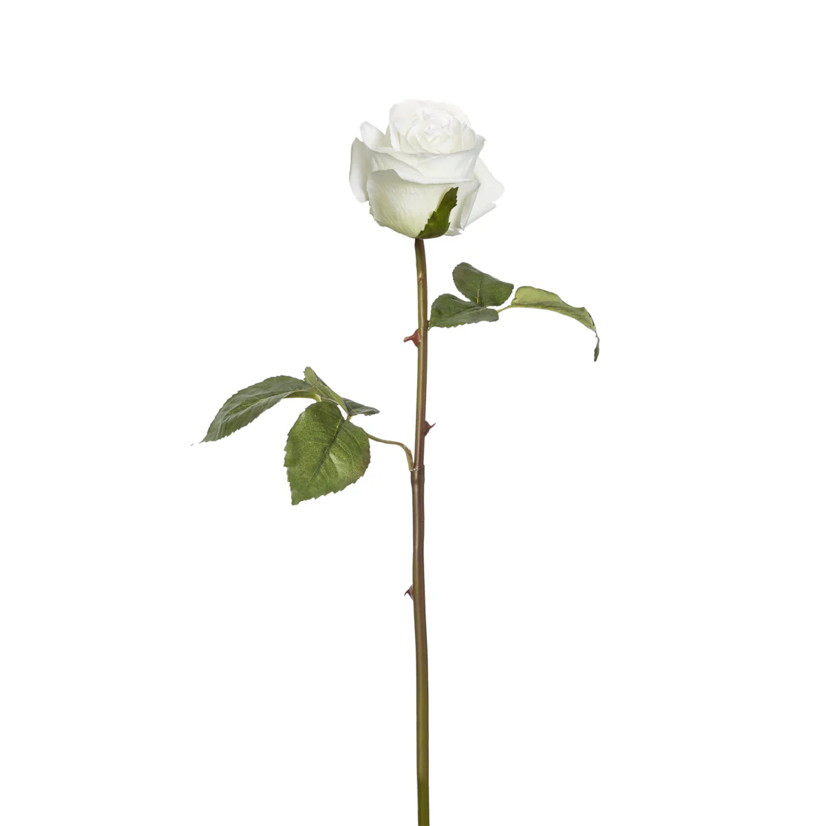 Tige de Rose Diane - Image 13