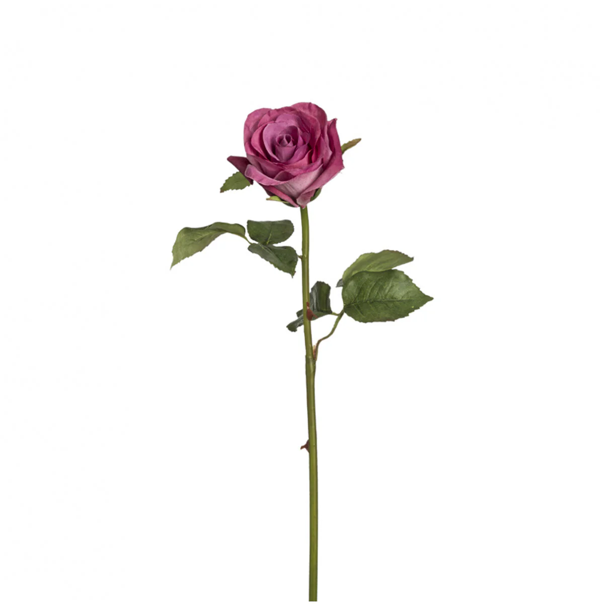 Tige de Rose Diane - Image 3