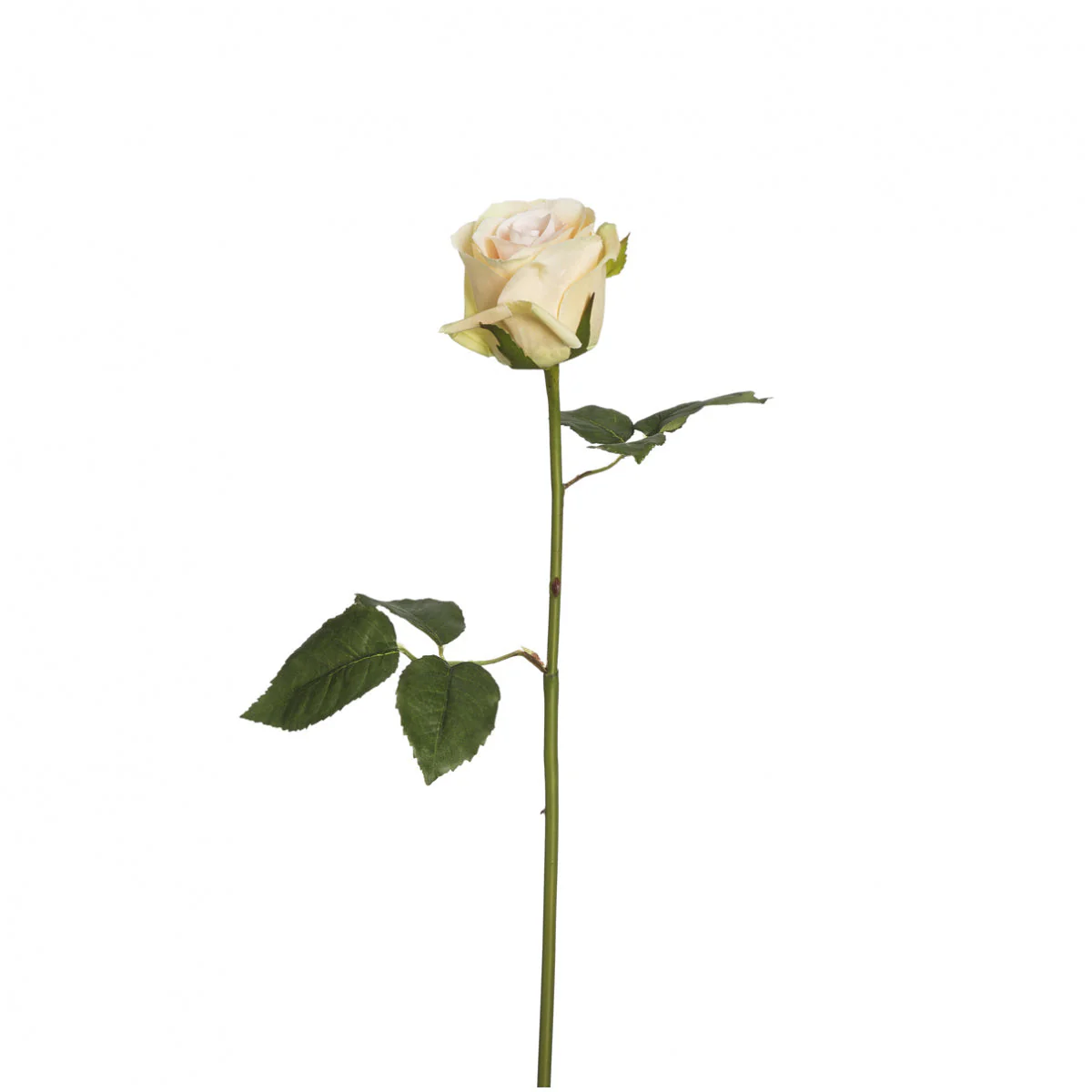 Tige de Rose Diane - Image 5