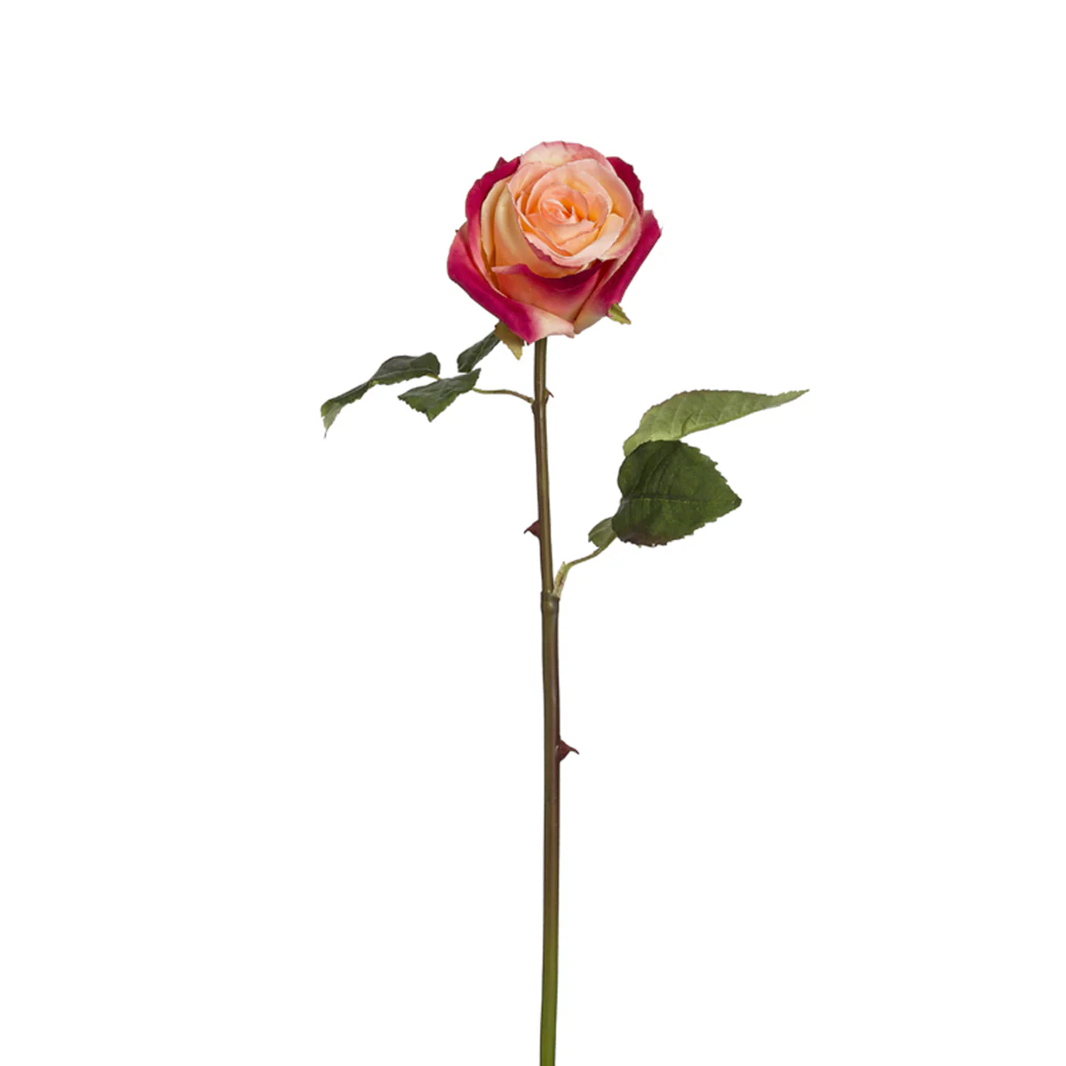 Tige de Rose Diane - Image 7