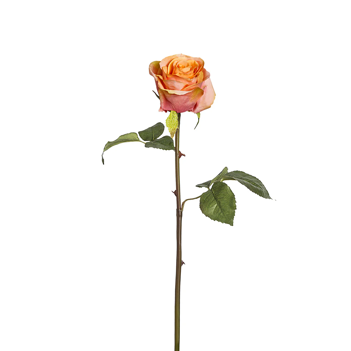 Tige de Rose Diane - Image 9