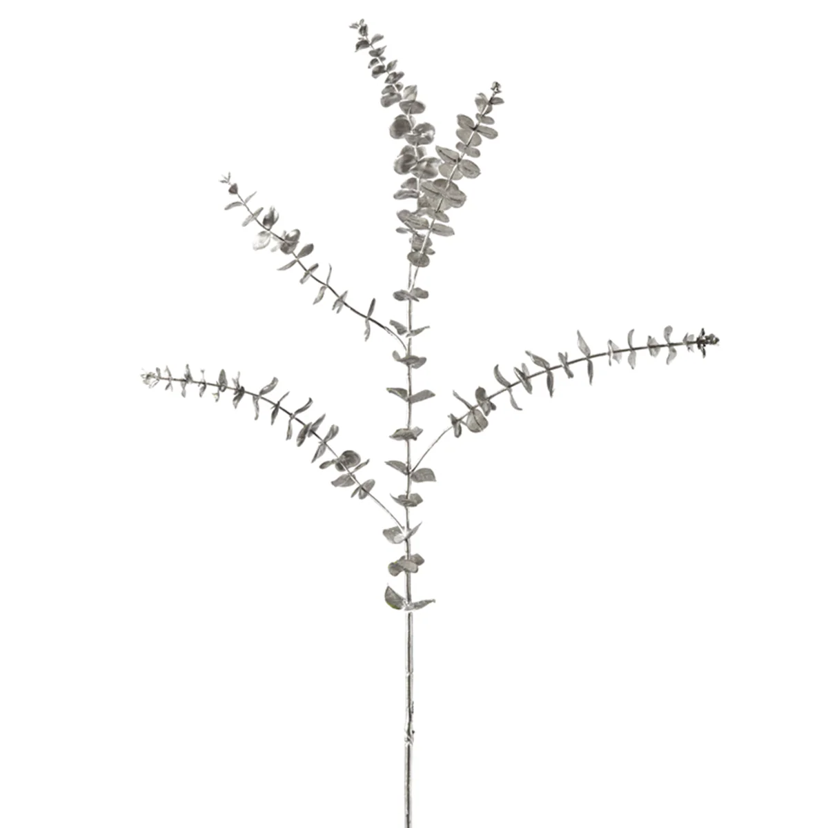 Feuillage Eucalyptus - Image 2