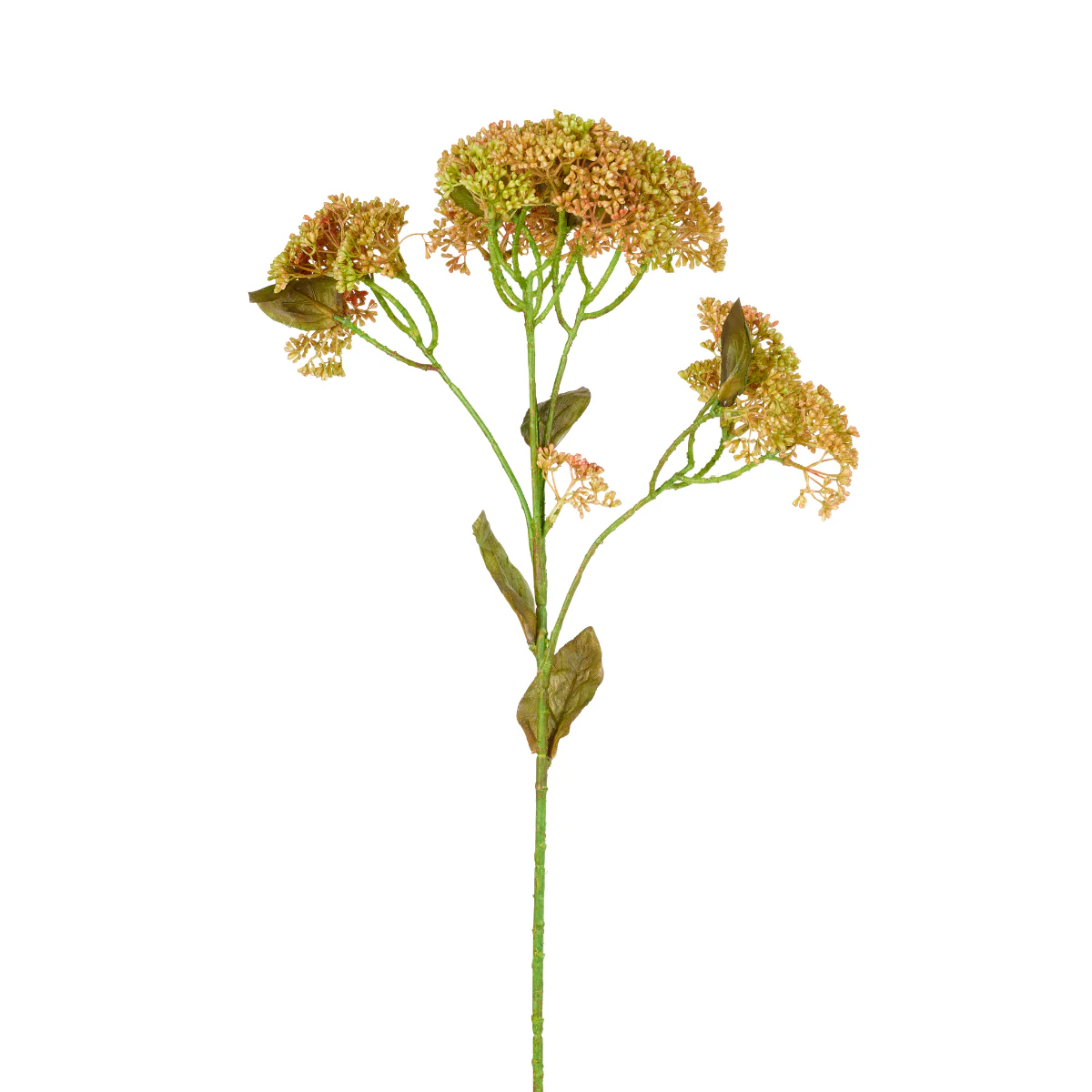 Feuillage de Sedum - Image 3
