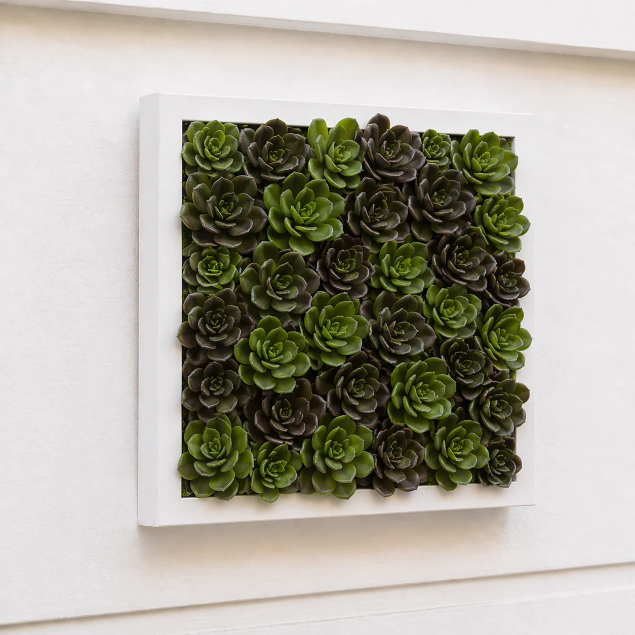 Feuillage de succulente à piquer - Image 3