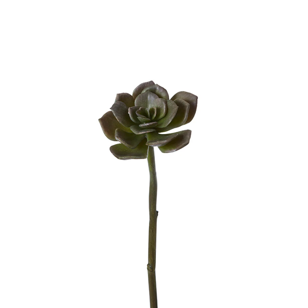 Feuillage de succulente à piquer - Image 4
