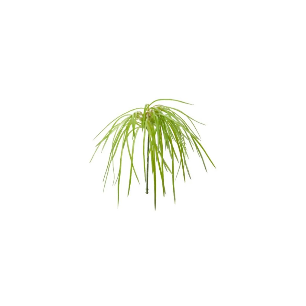 Feuillage d'herbes à piquer