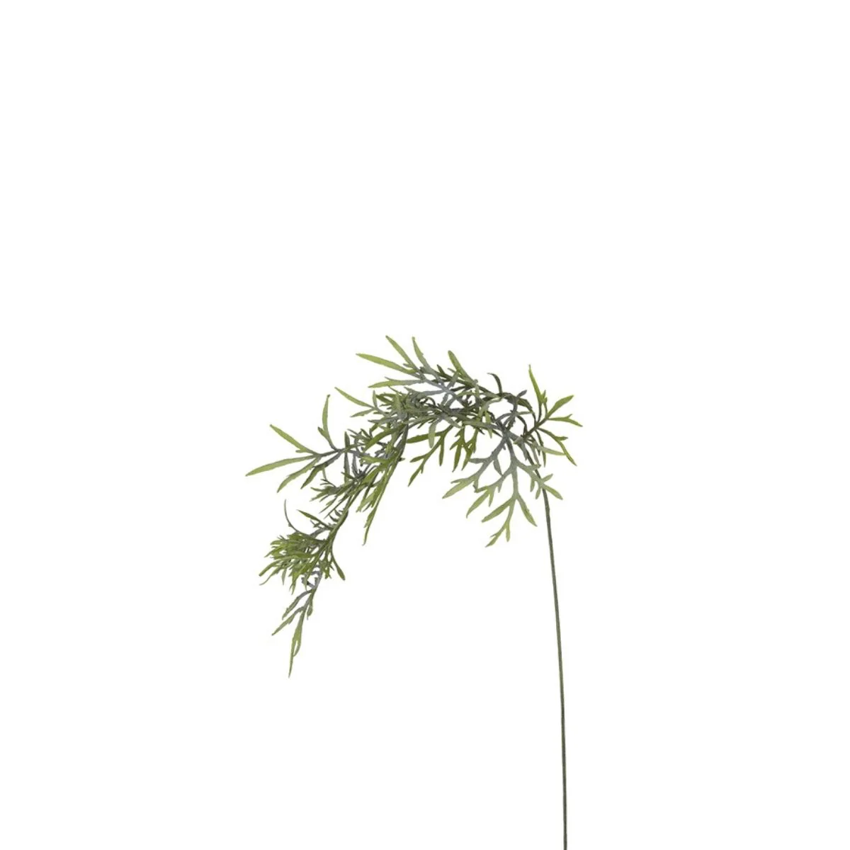 Feuillage Herbe tombante