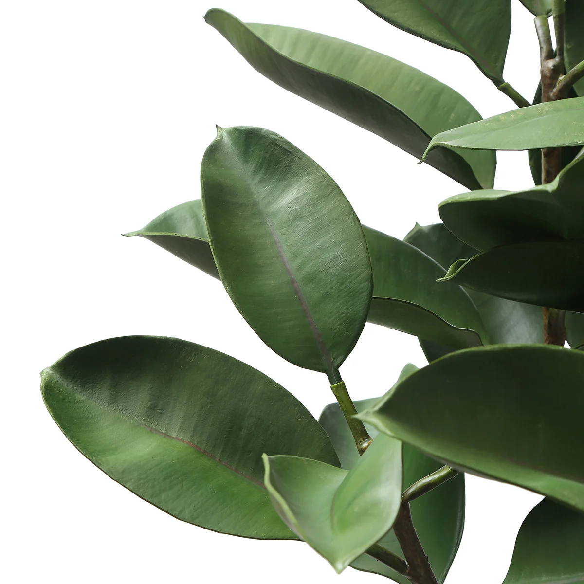 Ficus en pot 115cm - Image 4