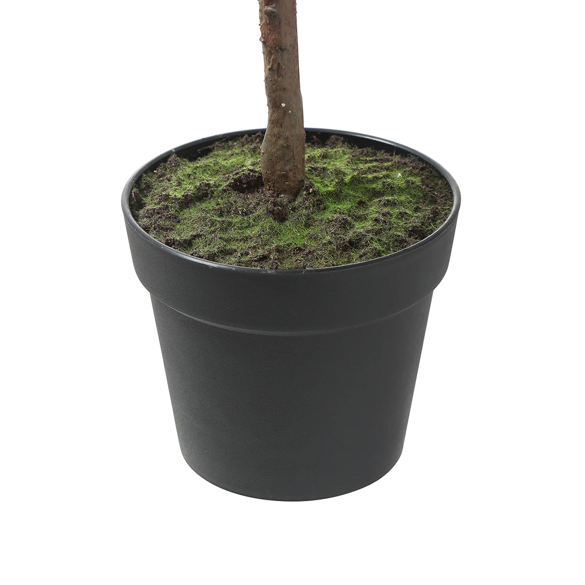 Ficus en pot 115cm - Image 5