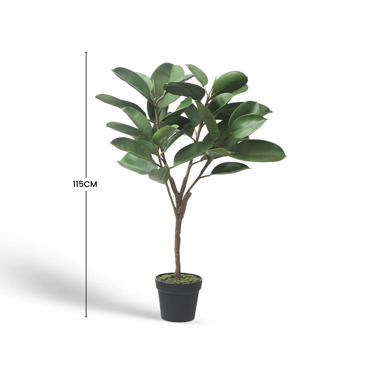 Ficus en pot 115cm - Image 6