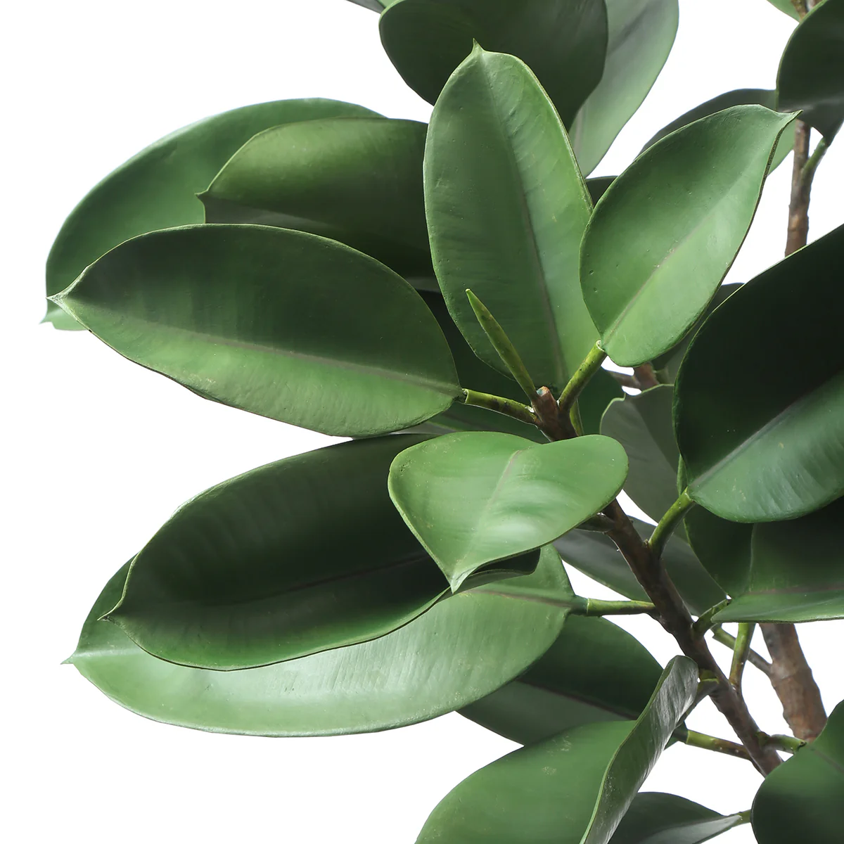 Ficus en pot 165cm - Image 4