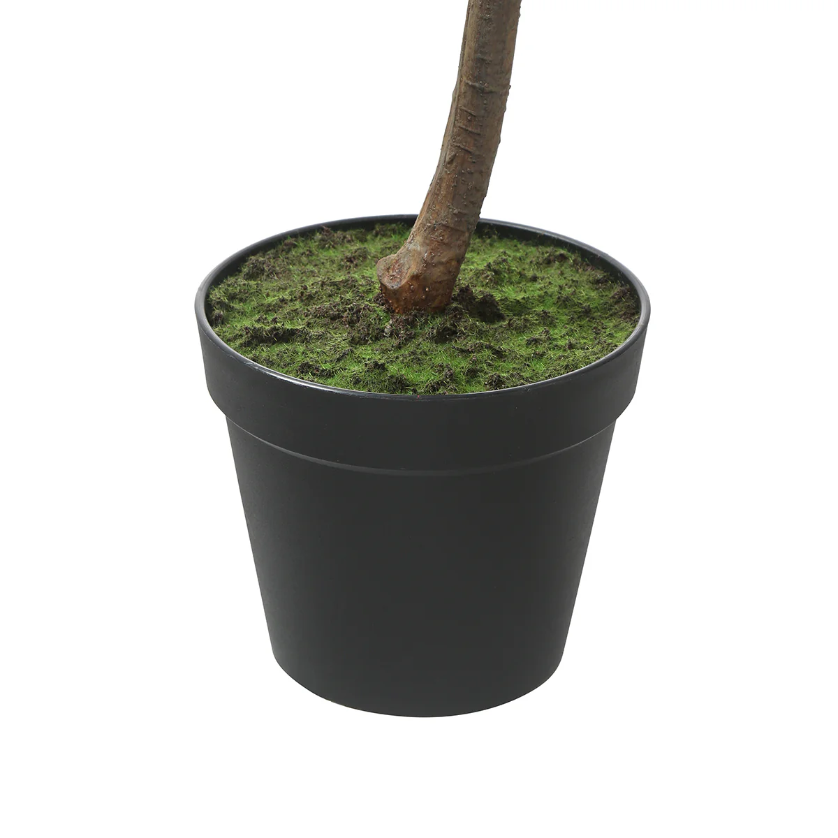Ficus en pot 165cm - Image 5