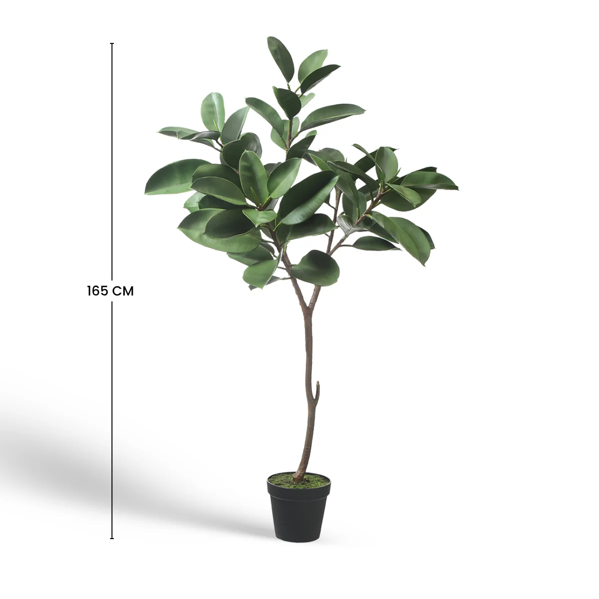 Ficus en pot 165cm - Image 6