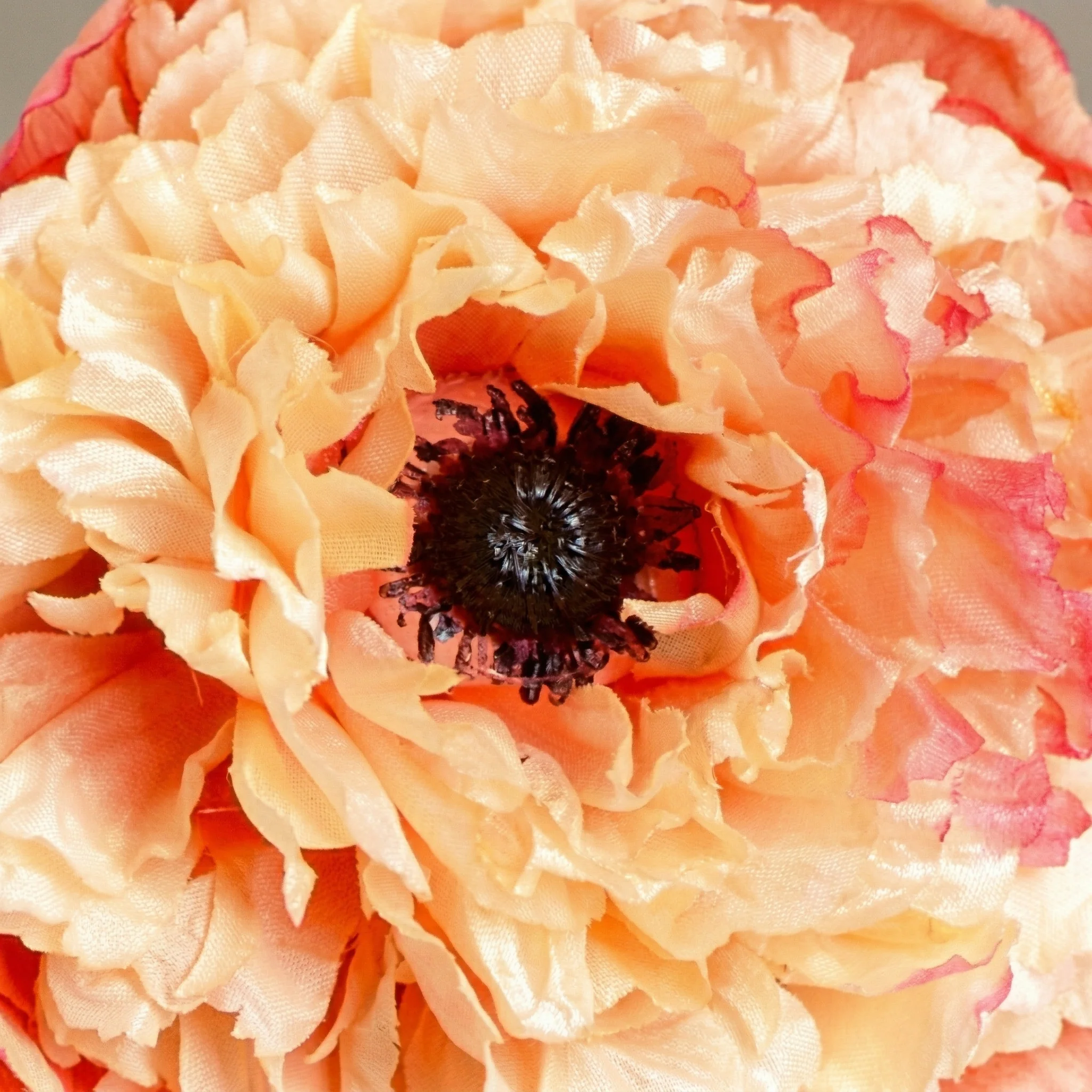 Tige de Coquelicot Pipa - Image 3