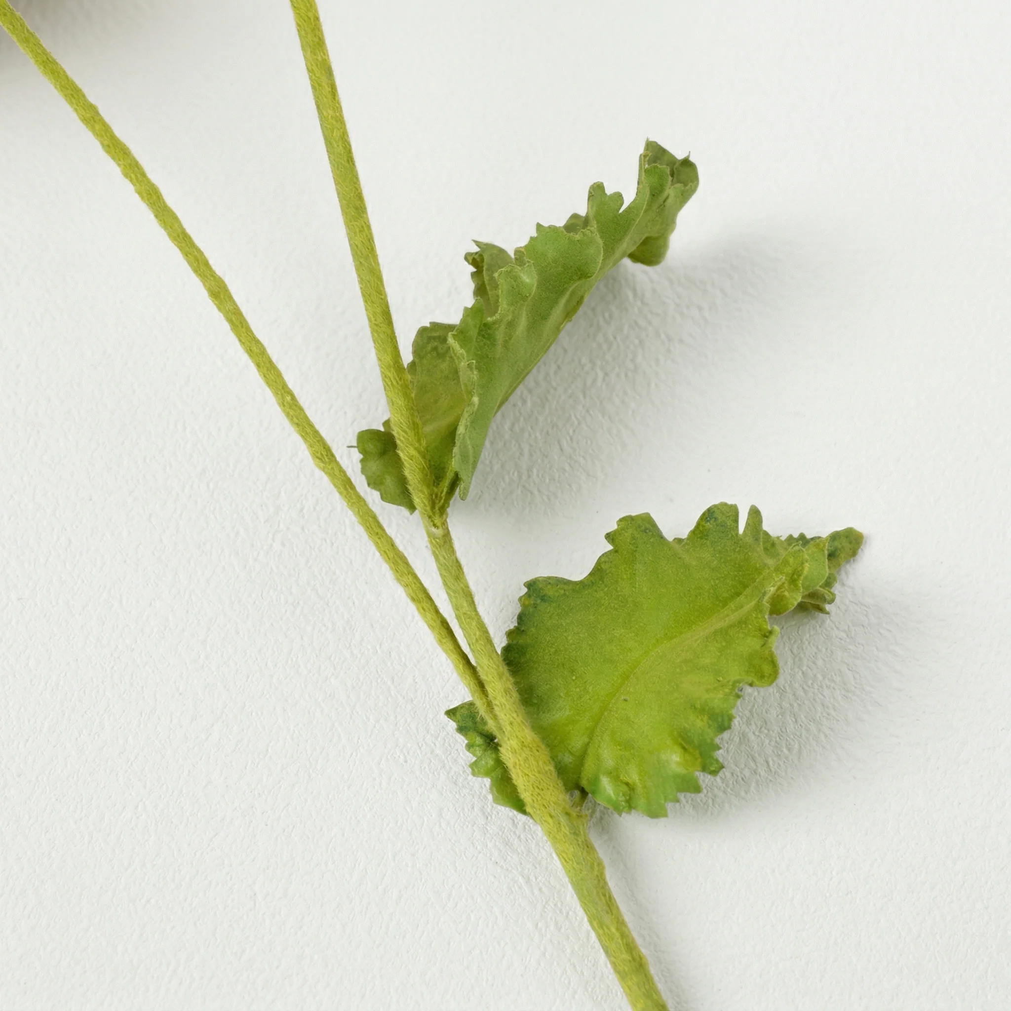 Tige de Coquelicot Pipa - Image 4
