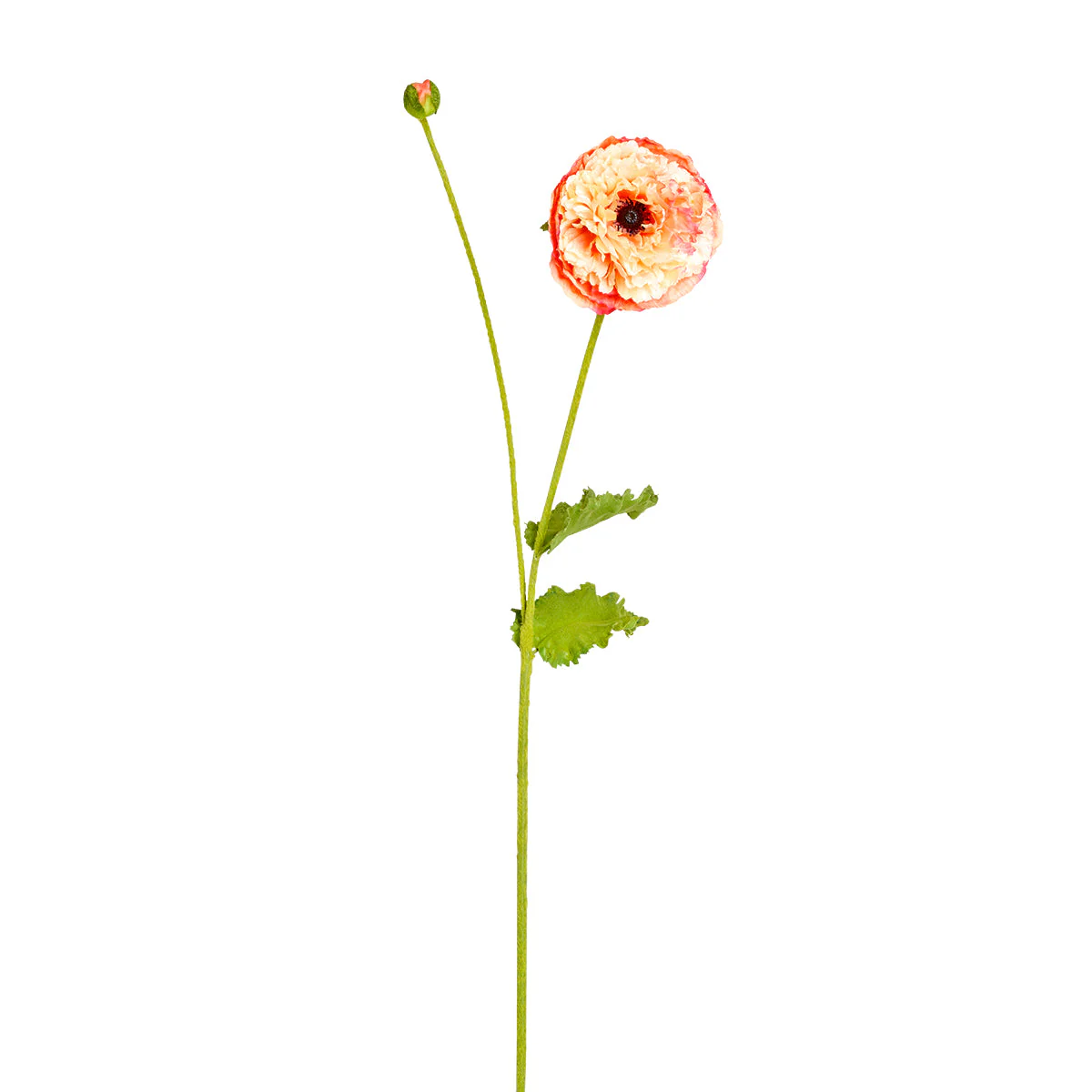 Tige de Coquelicot Pipa - Image 5