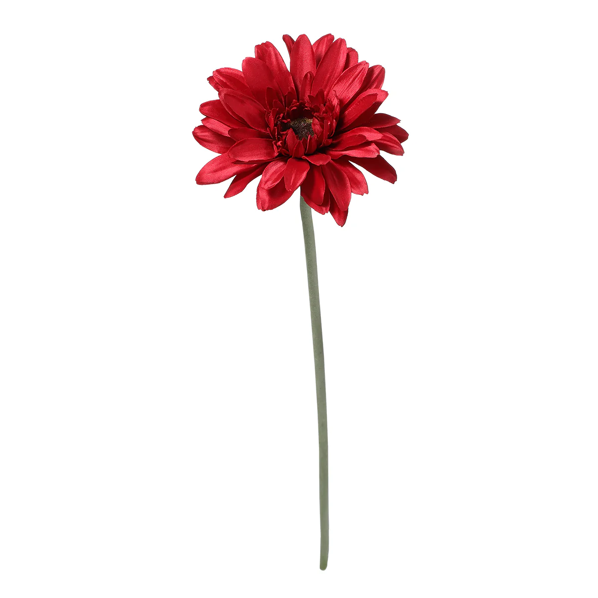 Tige de Gerbera - Image 11