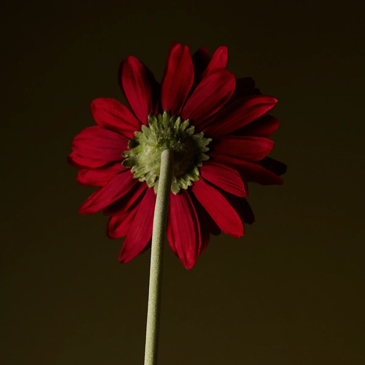 Tige de Gerbera - Image 13