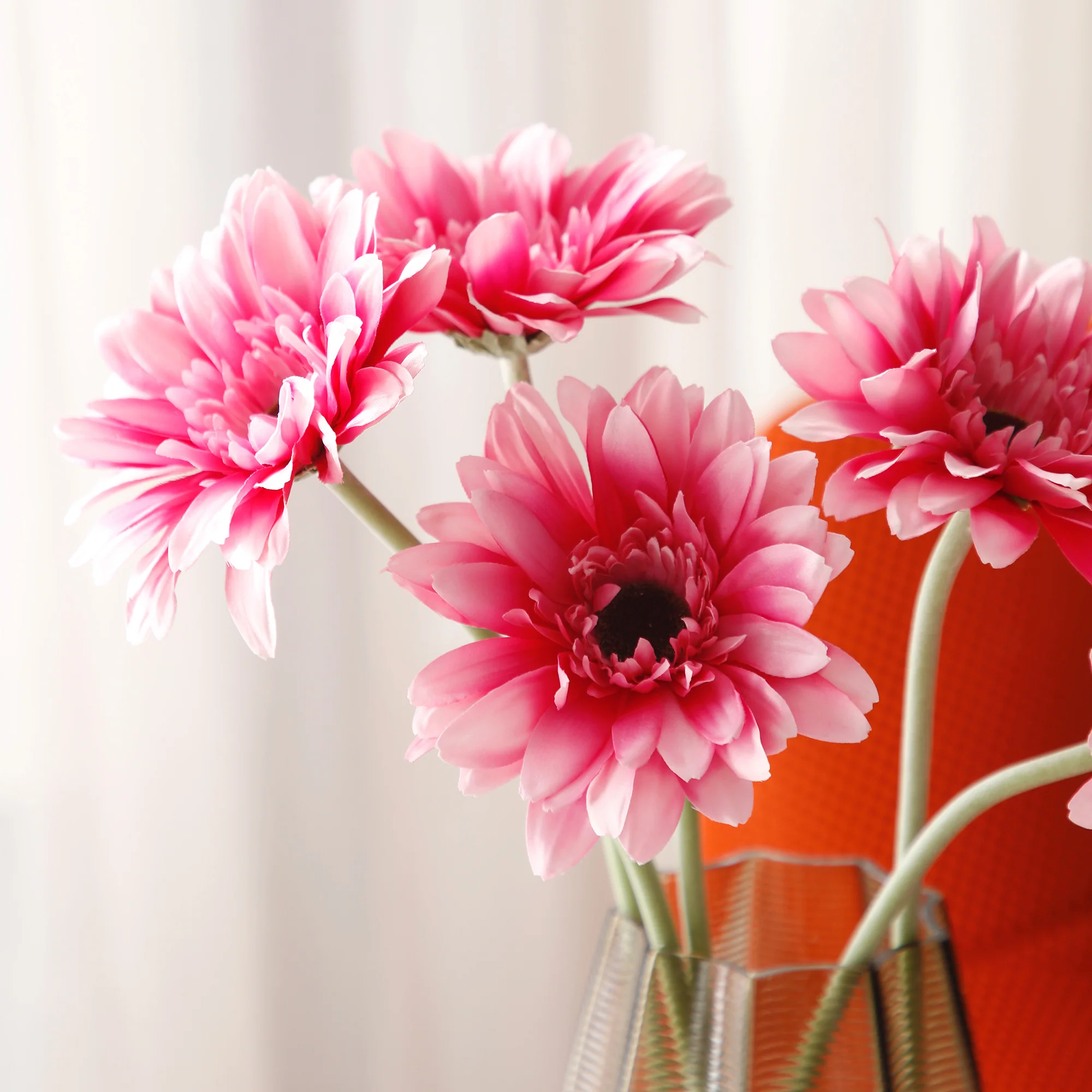 Tige de Gerbera - Image 4