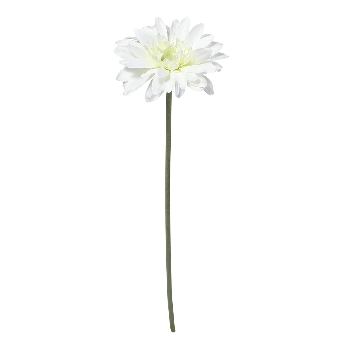 Tige de Gerbera - Image 6
