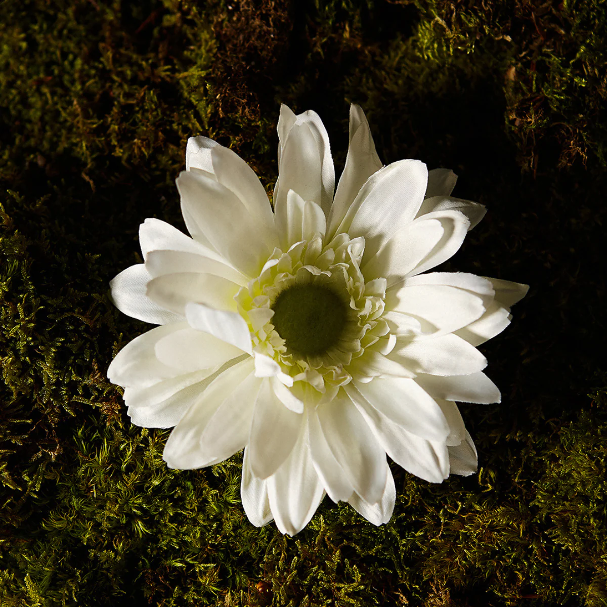 Tige de Gerbera - Image 8