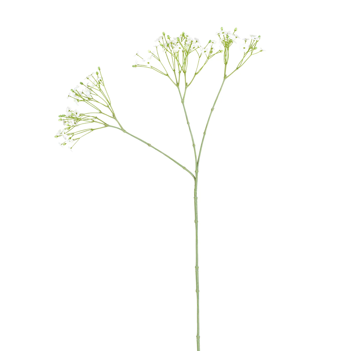 Tige de Gypsophile
