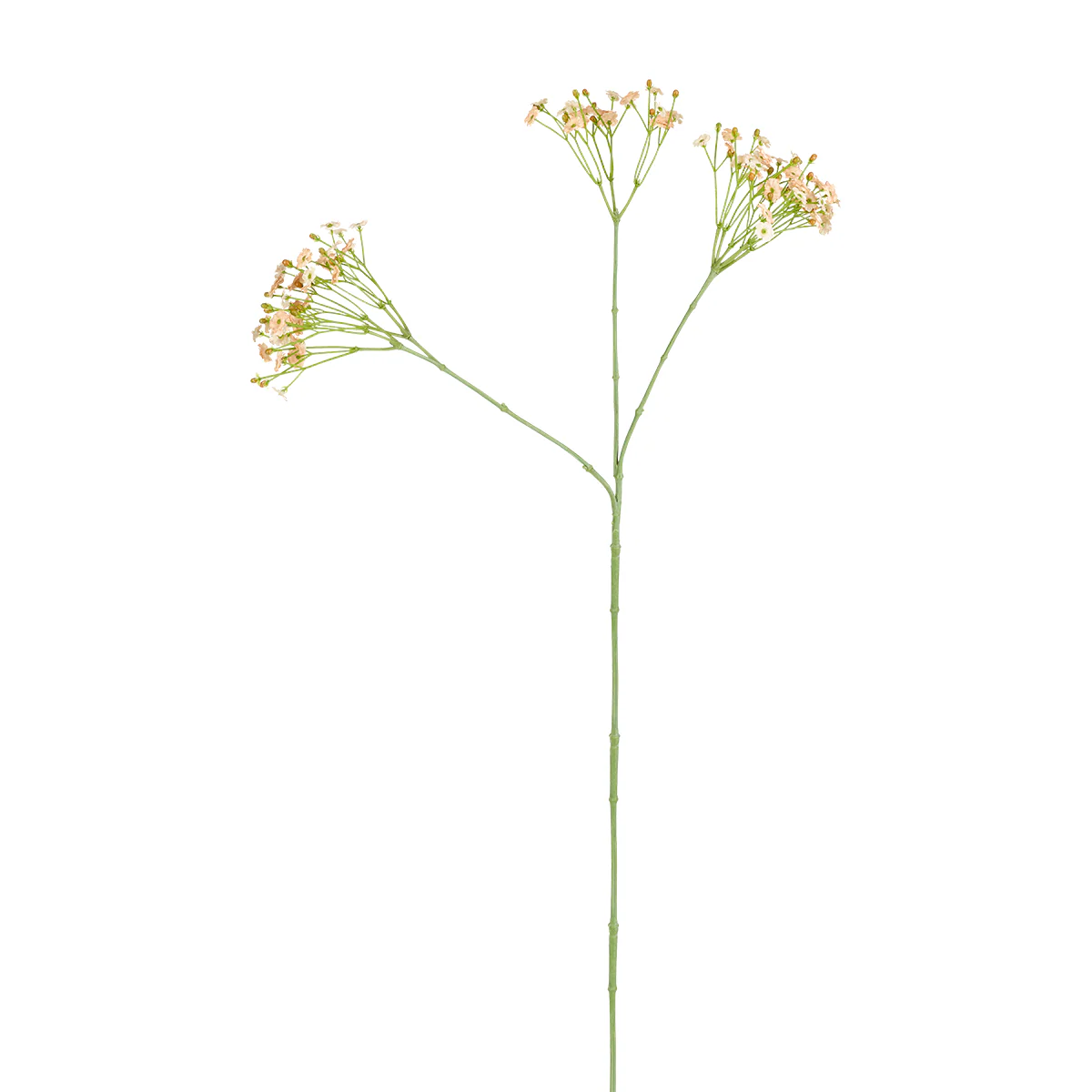 Tige de Gypsophile - Image 3