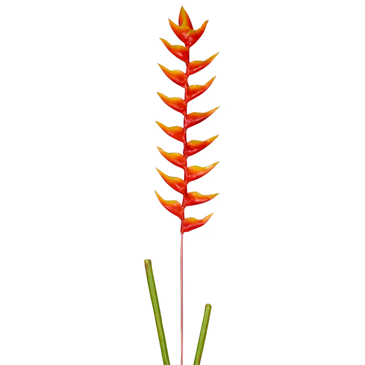 Tige d'Heliconia Rostrata - Image 4