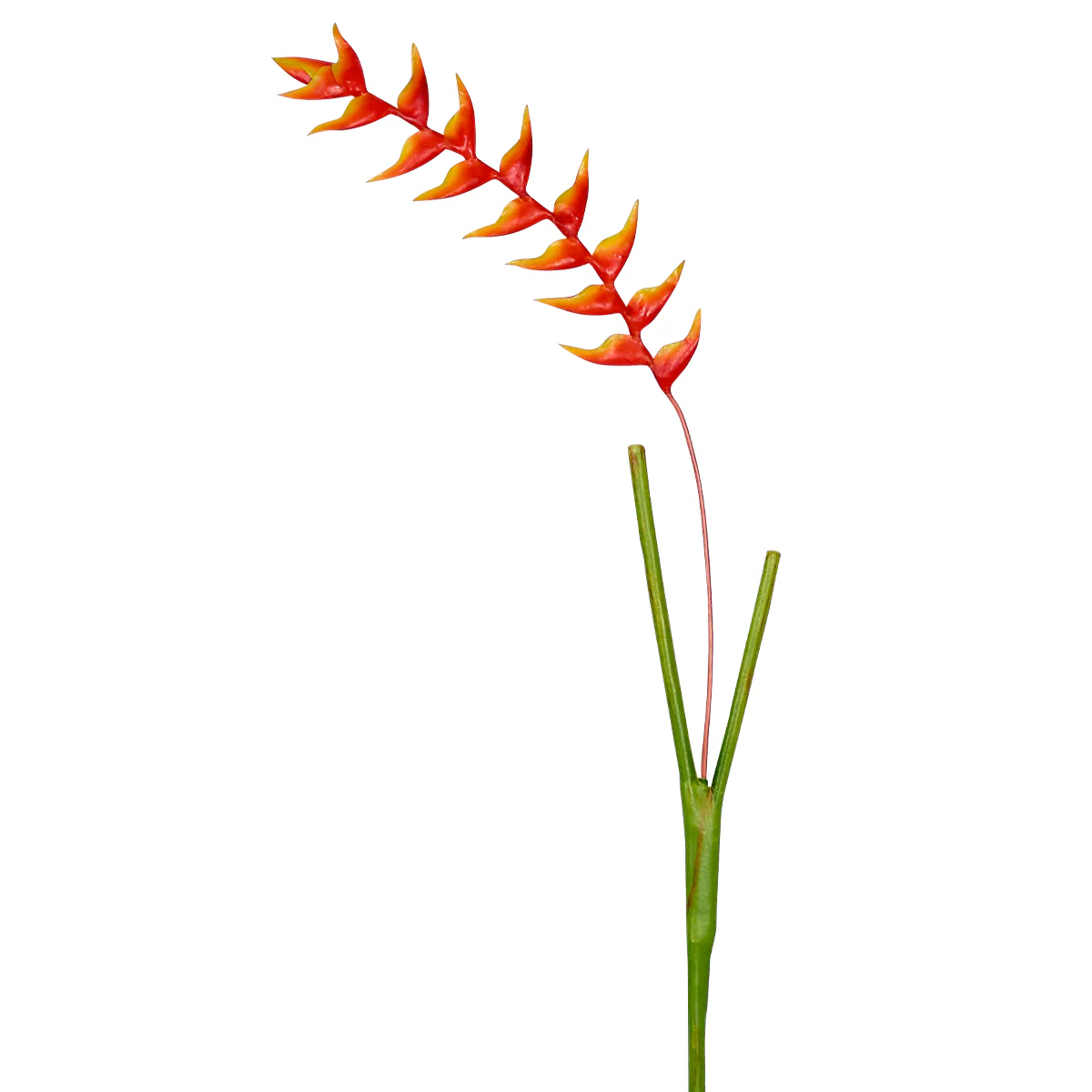 Tige d'Heliconia Rostrata - Image 5