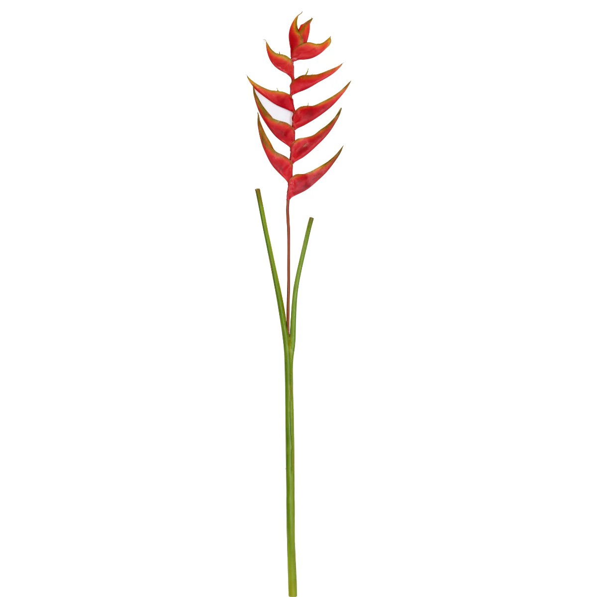 Tige d'Héliconie Tombante - Image 2