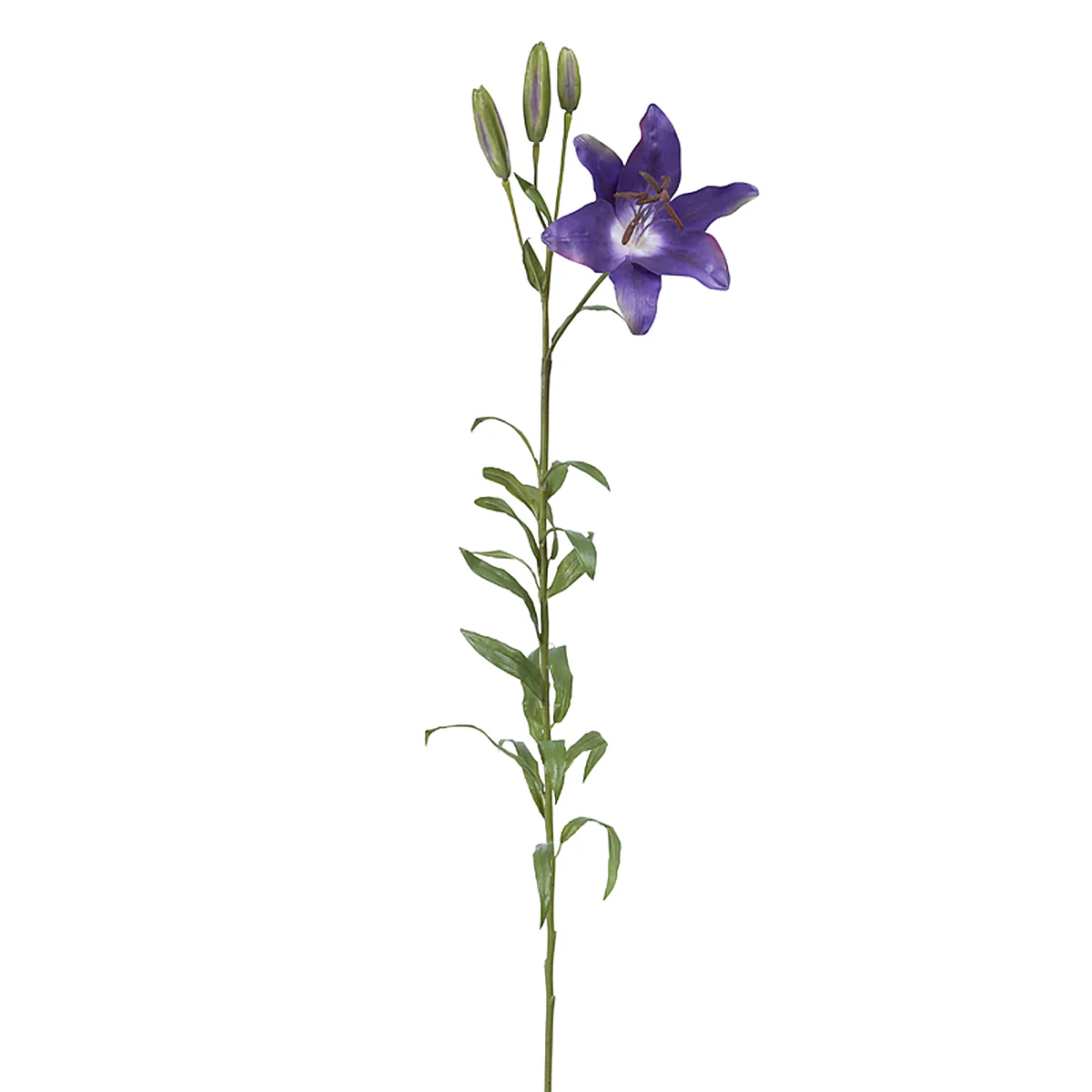 Tige de Lily Rubrum Elsa - Image 3