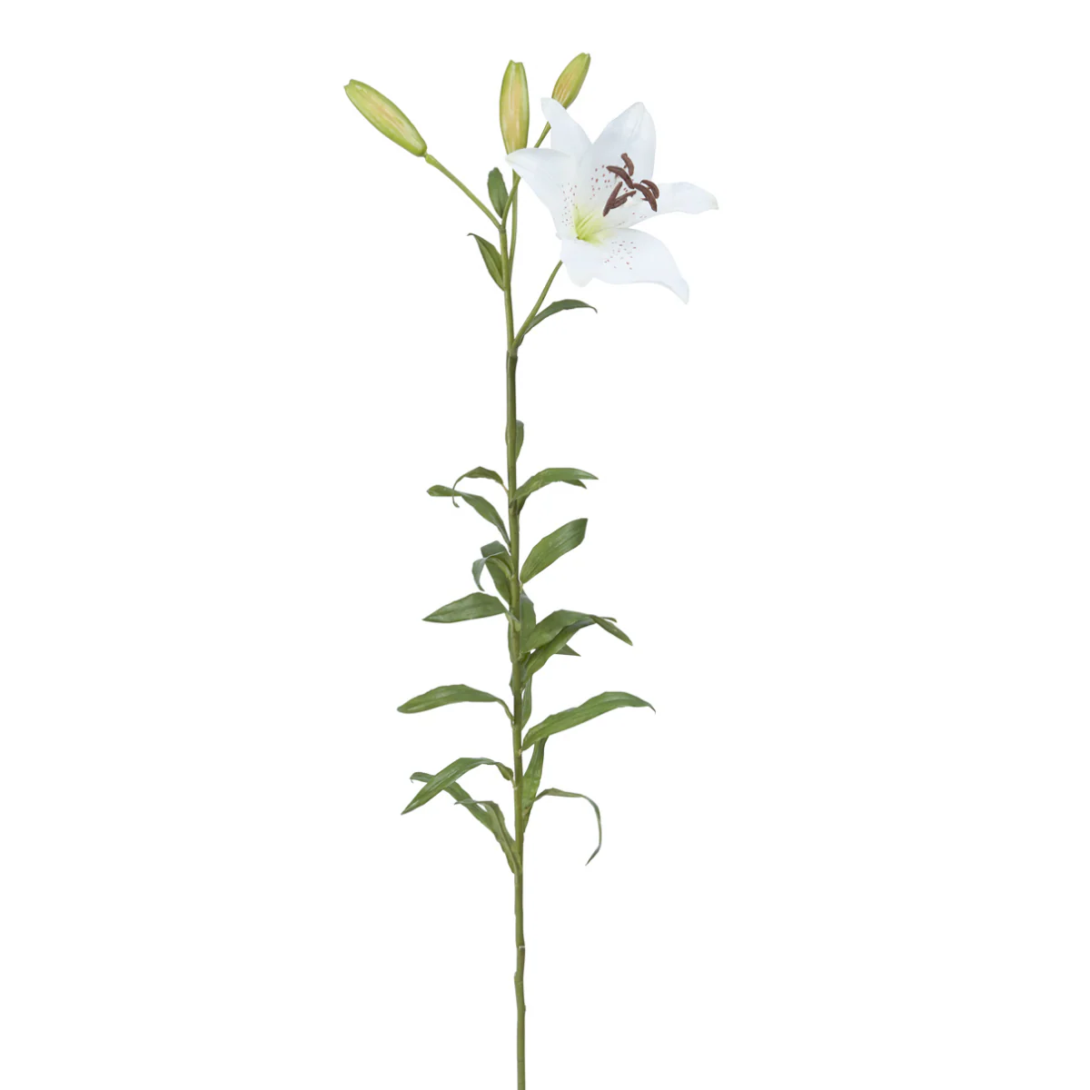 Tige de Lily Rubrum Elsa - Image 5