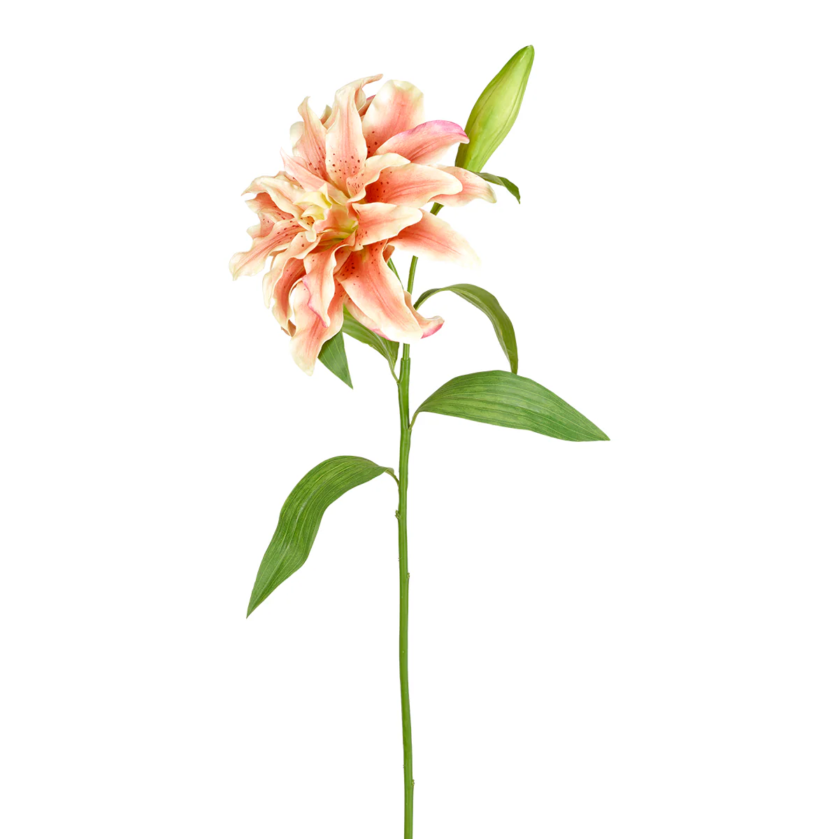 Tige de Lys Oriental Double