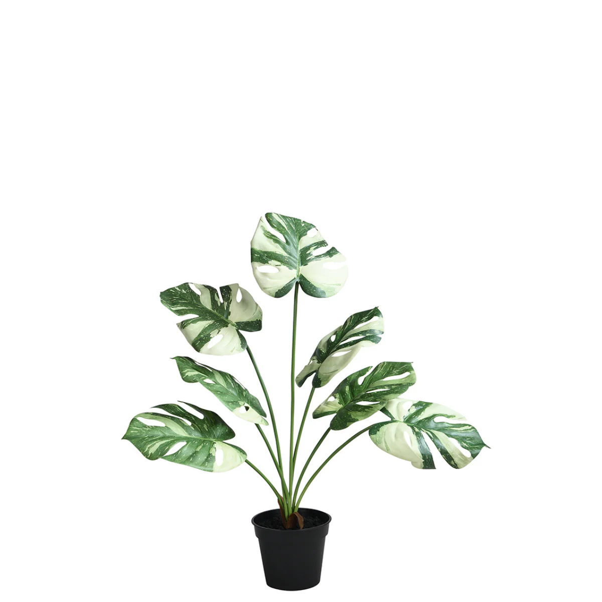 Monstera en pot 57 cm