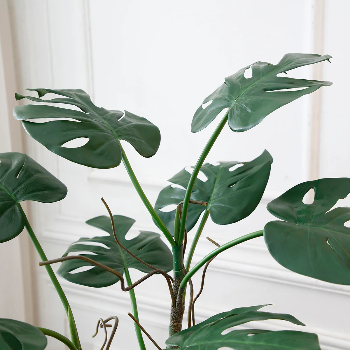 Monstera en pot - Image 3