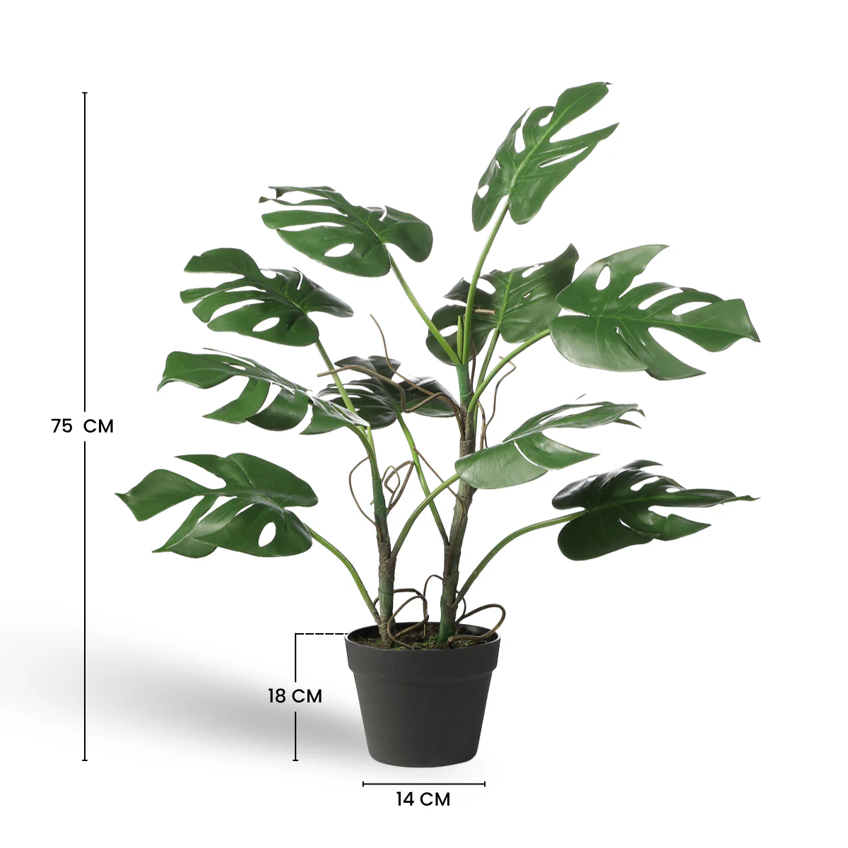 Monstera en pot - Image 4