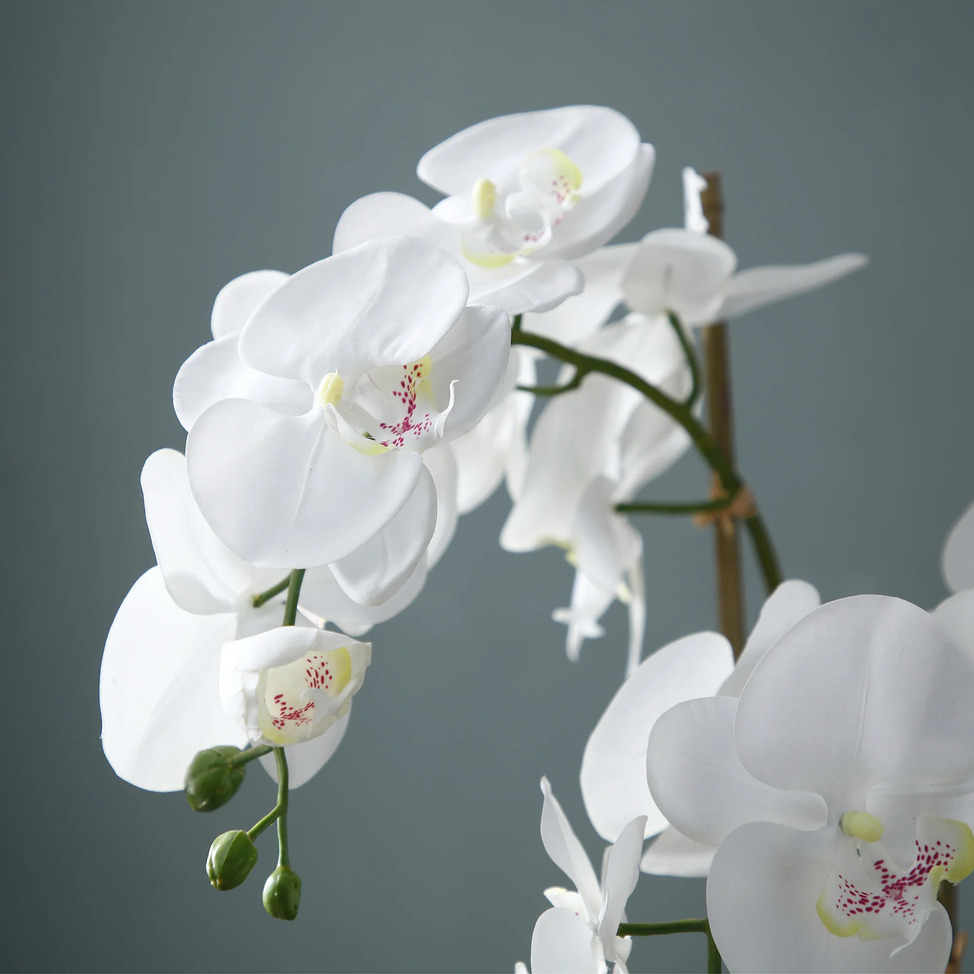 Composition d'Orchidée en terre Petit format - Image 4