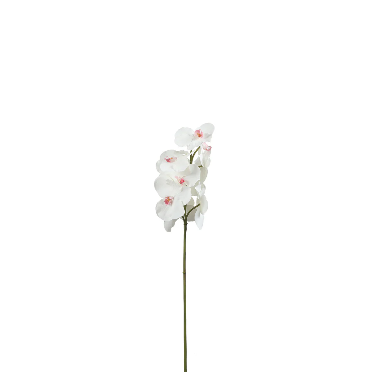 Tige d'Orchidée Bandailan