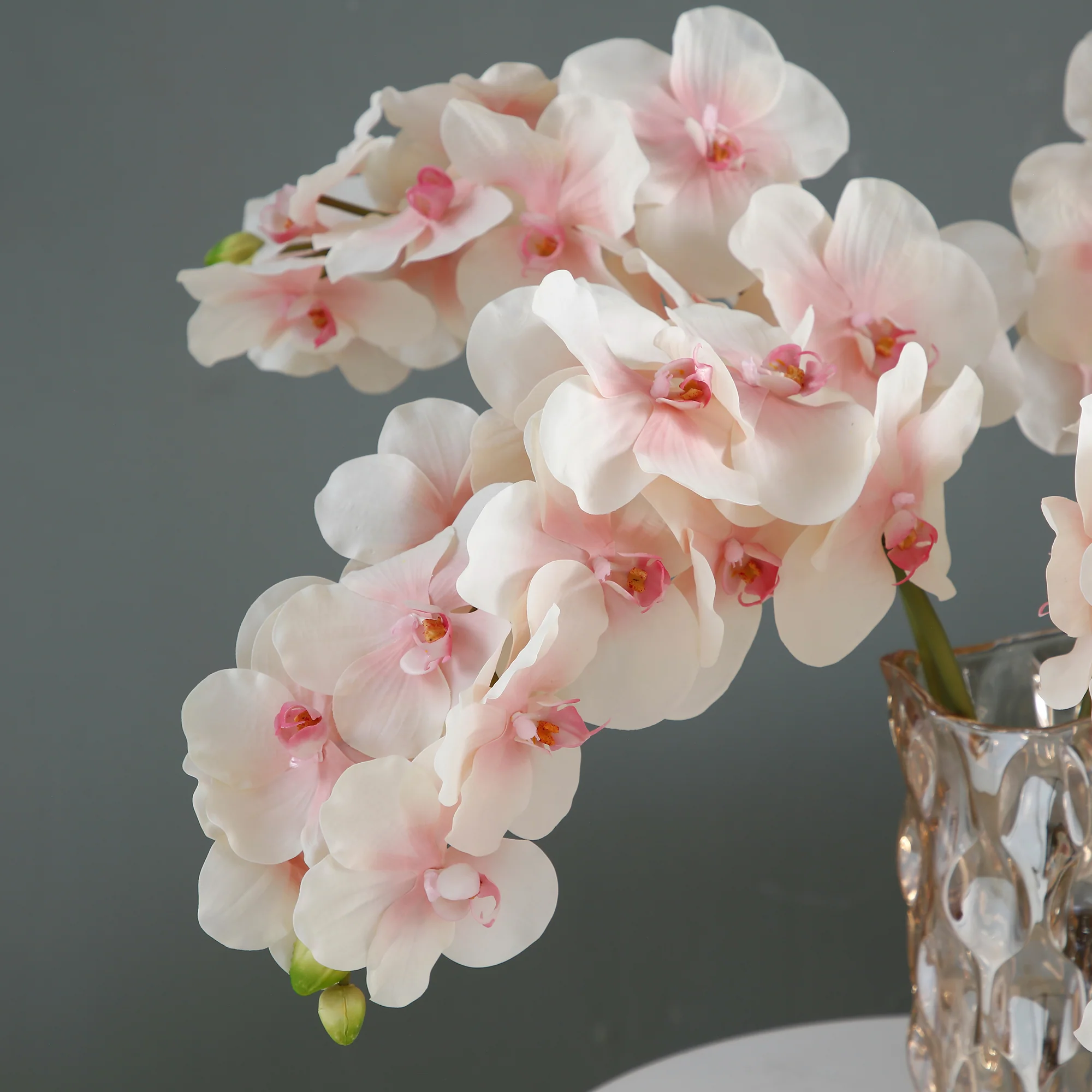 Tige d'Orchidée Bandailan - Image 6
