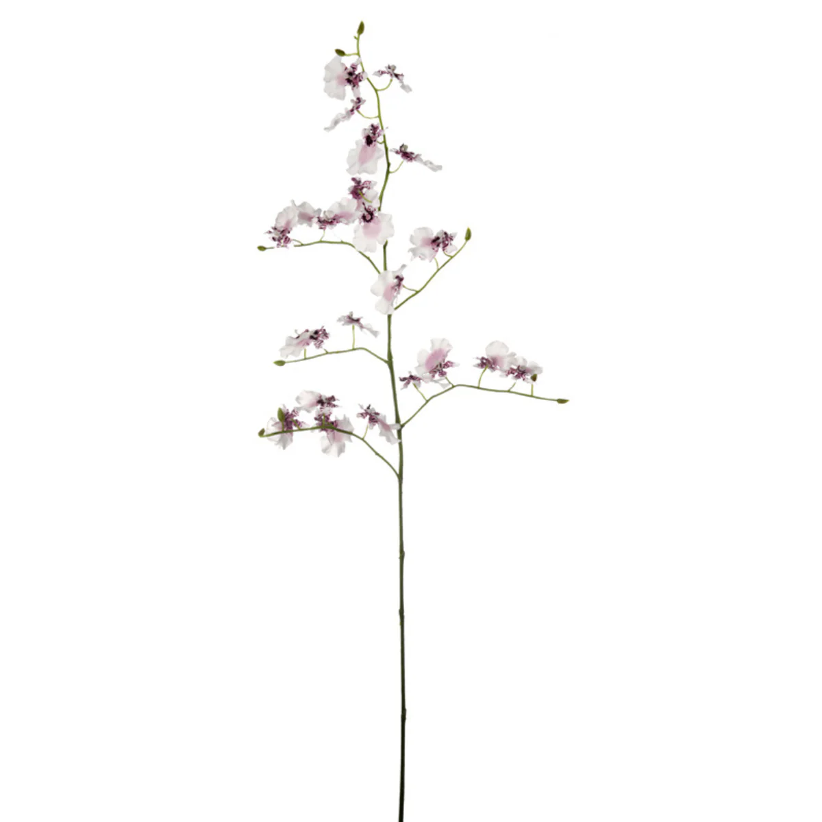 Tige d'Orchidée Oncidium - Image 3