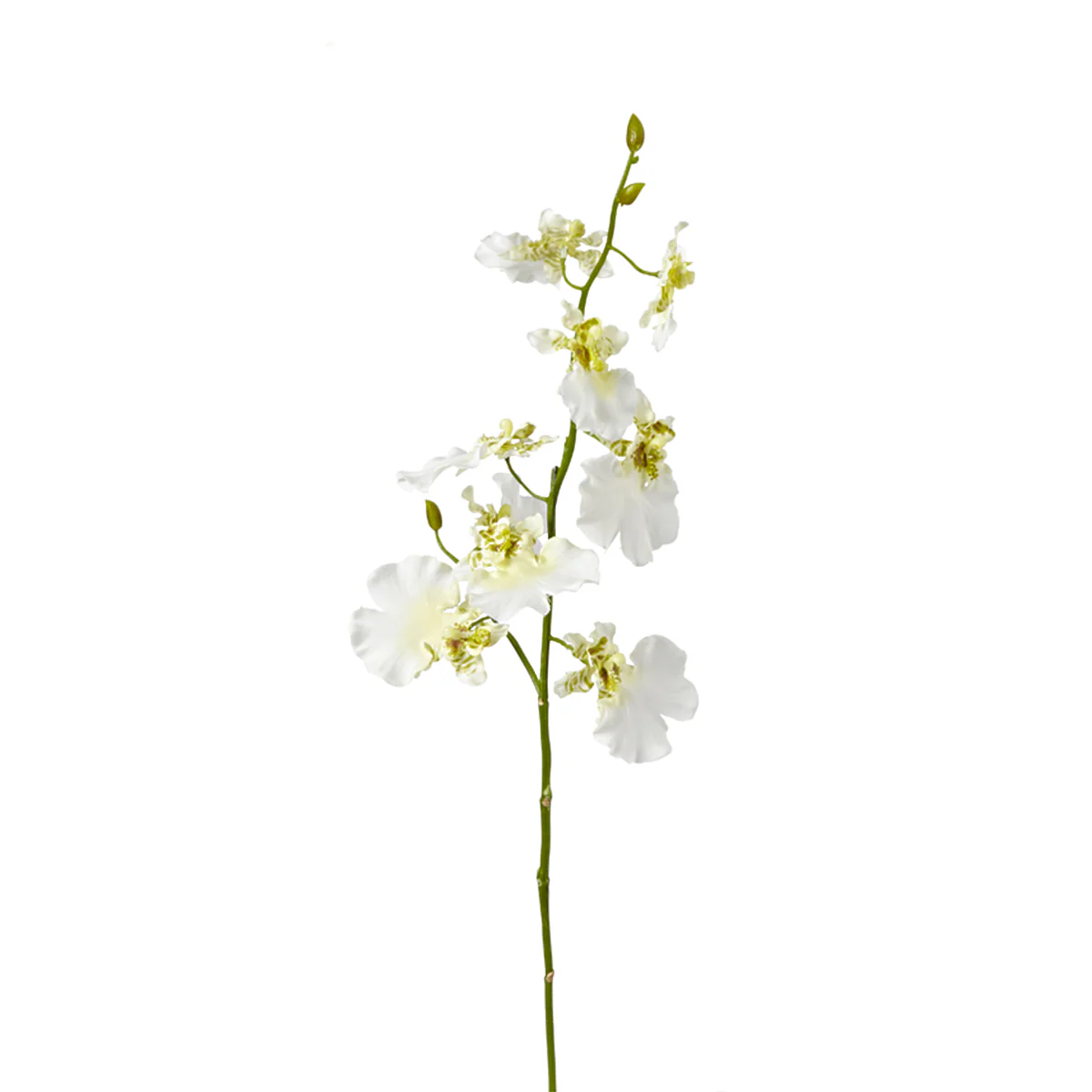 Tige d'Orchidée Oncidium - Image 3