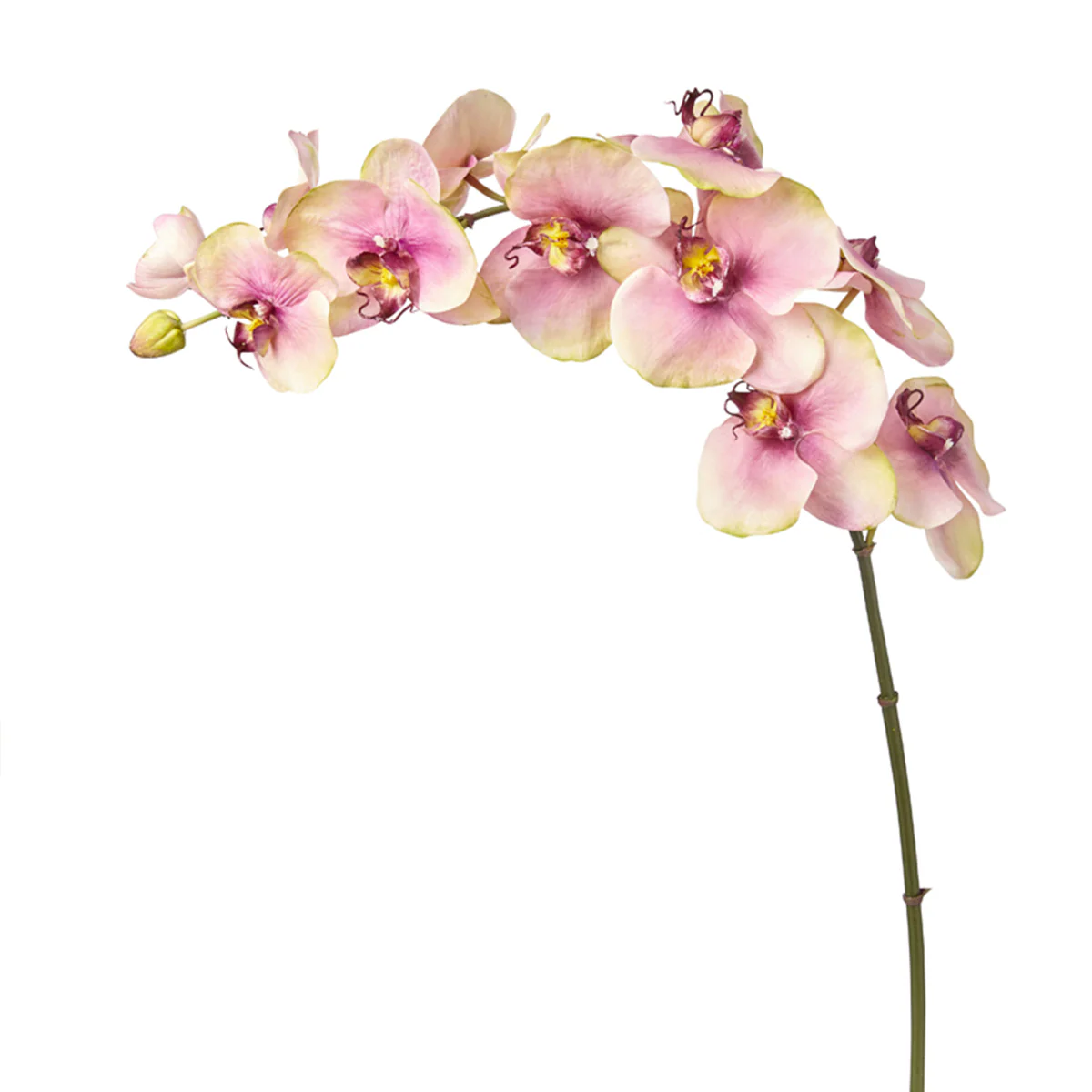 Tige d'Orchidée Phalaenopsis Budy