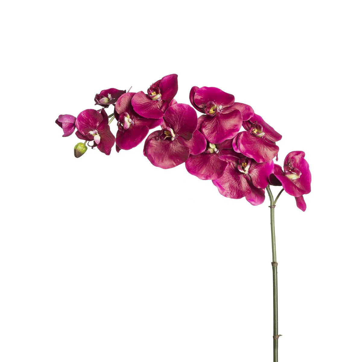 Tige d'Orchidée Phalaenopsis Budy - Image 3