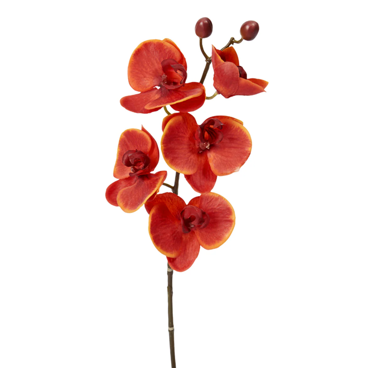 Tige d'Orchidée Phalaenopsis Forever - Image 4