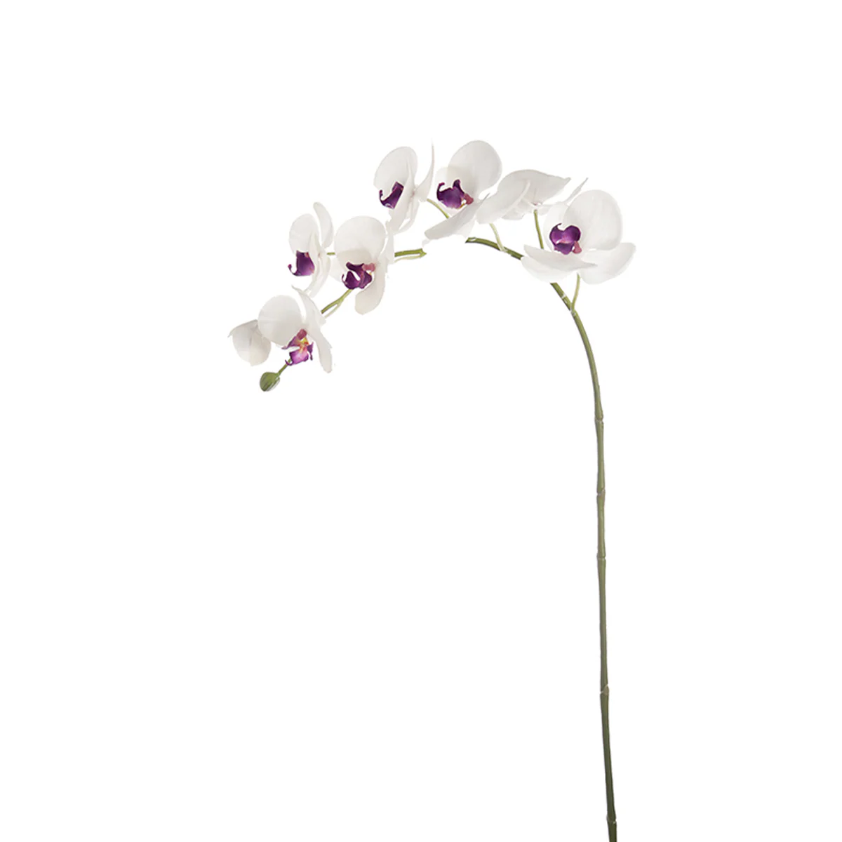 Tige d'Orchidée Phalaenopsis Forever - Image 5