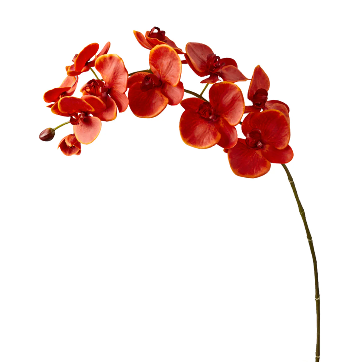 Tige d'Orchidée Phalaenopsis Forever - Image 12