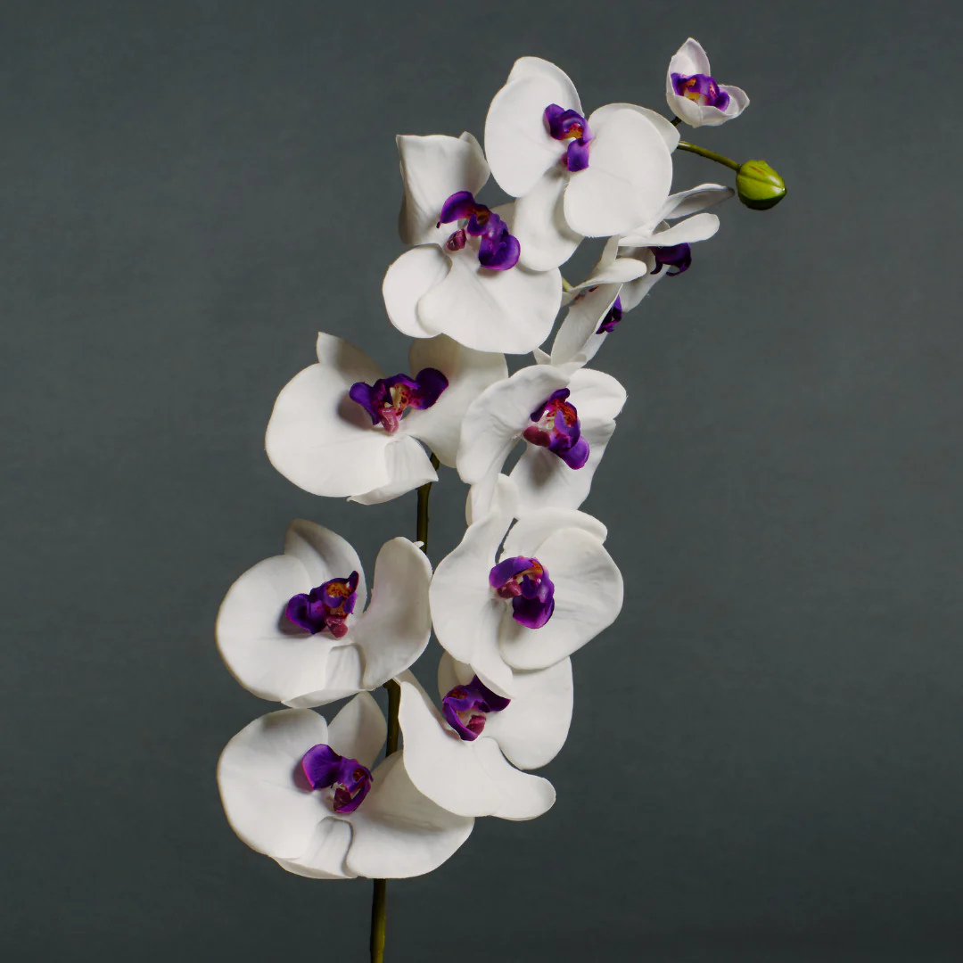 Tige d'Orchidée Phalaenopsis Forever - Image 3