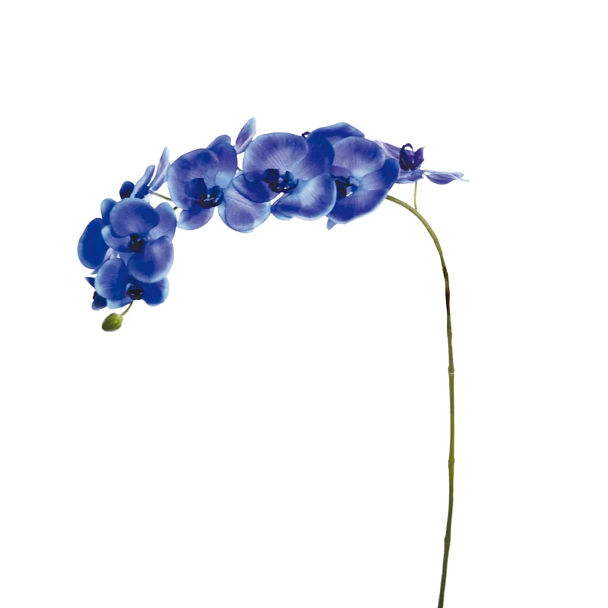 Tige d'Orchidée Phalaenopsis Forever - Image 4